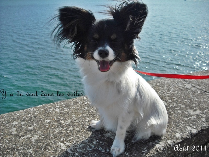 Fée-line Du Domaine De Hunaudaye