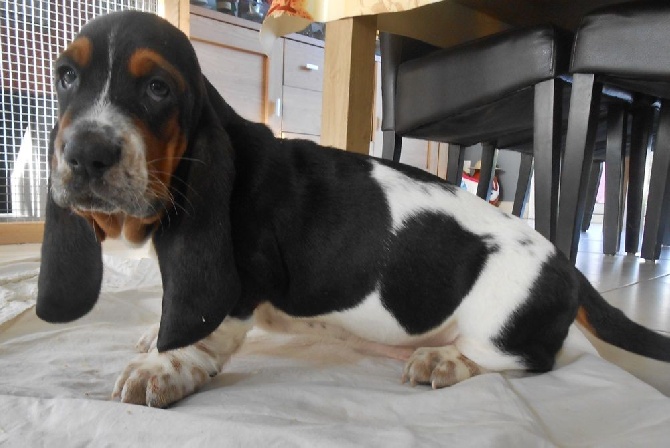 2 Bébés Bassets-hound de disponibles