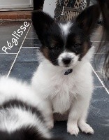 REGLISSE